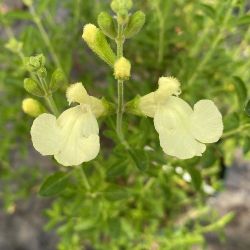 Sauge arbustive citron clair - Salvia lemon light