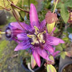 Passiflore Purple Haze, Fleur de la passion - Passiflora caerulea