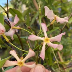 Jasmin étoilé rose persistant - Trachelospermum asiaticum roseum