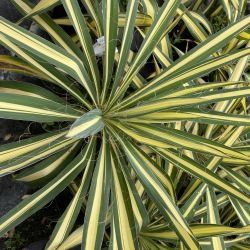 Yucca filamenteux Colour Guard - Yucca filamentosa