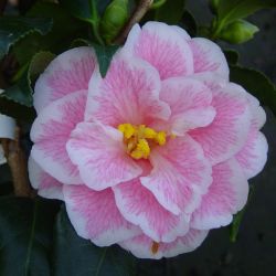Camellia Lady Vansistart Pink (japonica)