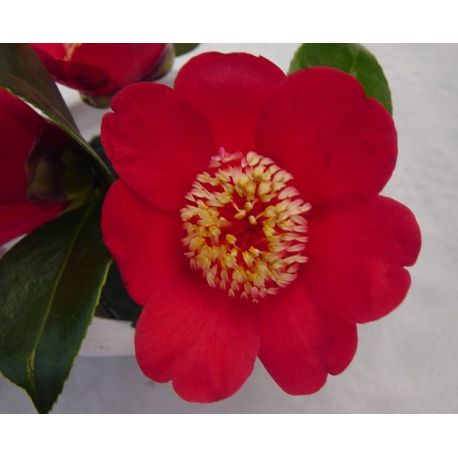 Camellia japonica Kimberley