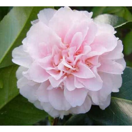 Camellia japonica King's Ransom