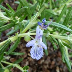 Romarin officinal Corsican blue - Rosmarinus officinalis corsican blue