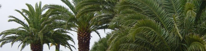 Plantes exotiques, palmiers et plantes méditerranéenes au bord de la mer