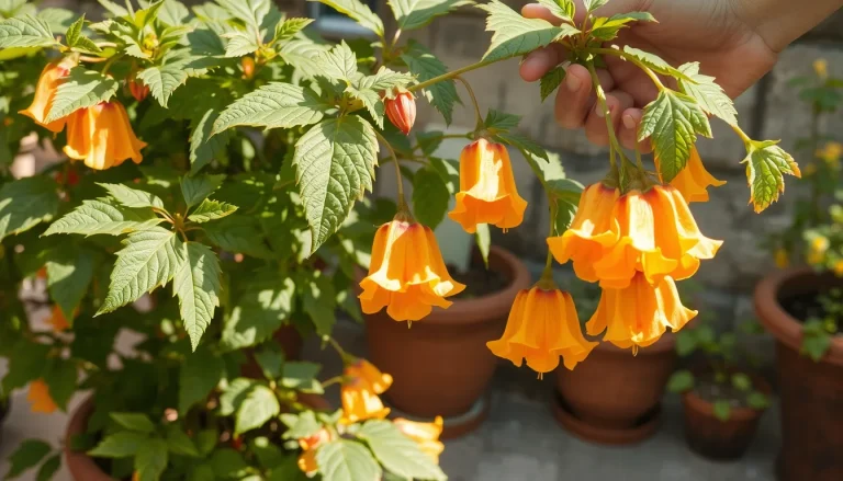 Abutilon : plantation, entretien et conseils pour une belle floraison