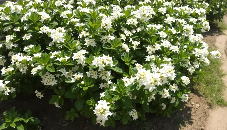 Choisya ternata : plantation, entretien et variétés de l&rsquo;oranger du Mexique
