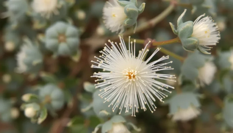Fleur d’eucalyptus : description, utilisation décorative et entretien