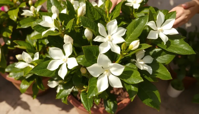 Gardenia jasminoides : Plantation, Entretien et Variétés du Jasmin du Cap