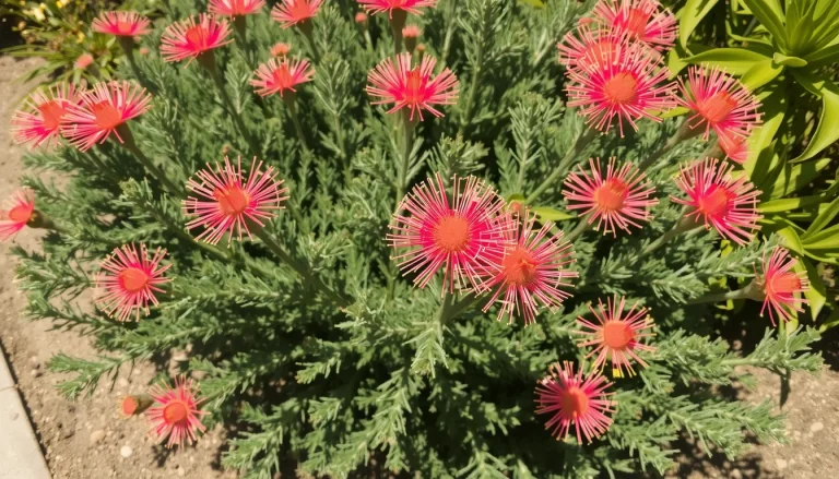 Grevillea juniperina : plantation, taille et variétés
