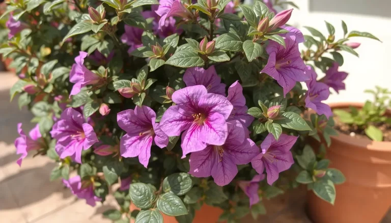Tibouchina : plantation, entretien et résistance au gel