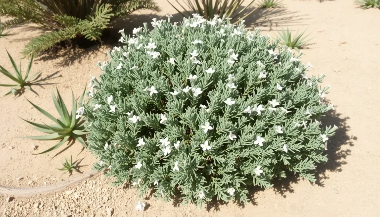 Westringia fruticosa : plantation, entretien et variétés du romarin d&rsquo;Australie