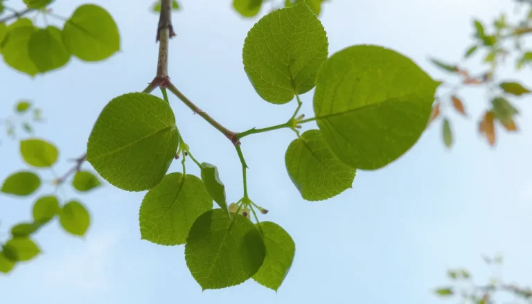 Arbres à feuilles rondes : liste, reconnaissance et espèces persistantes