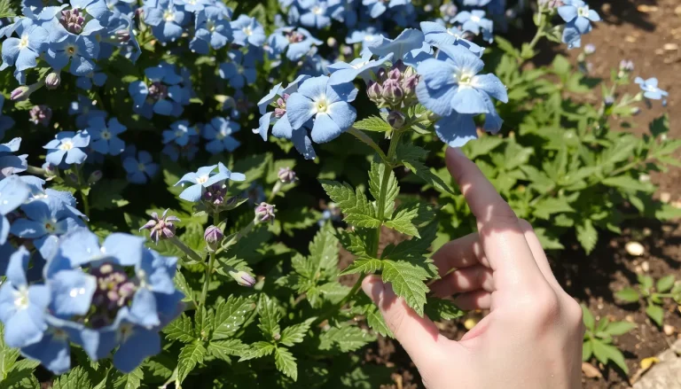 Arbustes à fleurs bleues : les 7 meilleures variétés pour un jardin éclatant