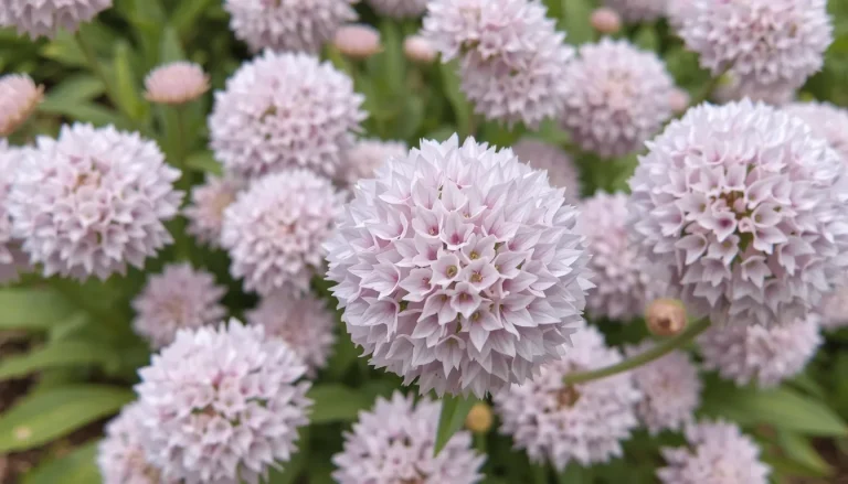 Fleurs en boule : liste, variétés et conseils pour votre jardin