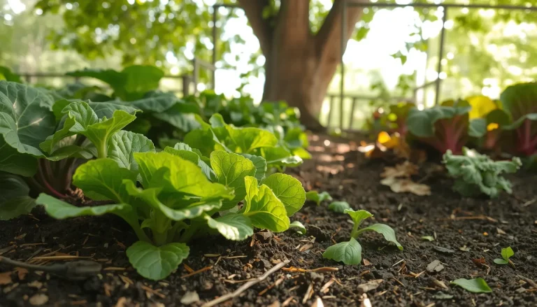 Liste complète des légumes qui poussent à l&rsquo;ombre