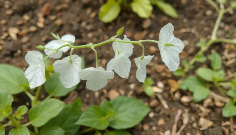 Monnaie du Pape (Lunaria annua) : Plantation, Semis et Guide d’Entretien