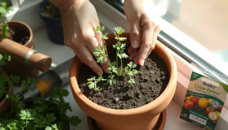 Guide complet pour semer et planter du persil : techniques, entretien et récolte