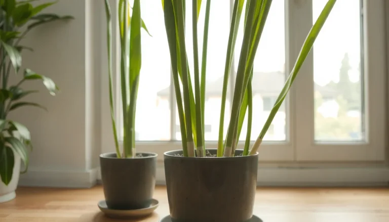 Papyrus en pot : guide complet de plantation, entretien et hivernage